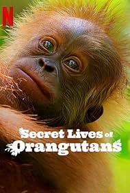 Secret Lives of Orangutans 2024 Hindi Dubbed English 480p 720p 1080p HDHub4u